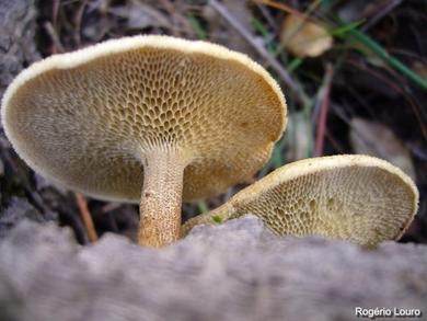 Polyporus arcularius