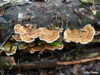 Trametes versicolor