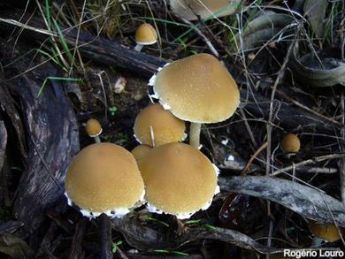 Psathyrella candolleana