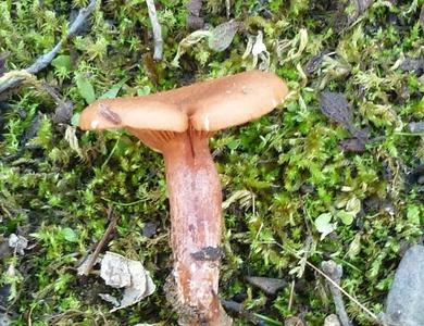 Lactarius camphoratus