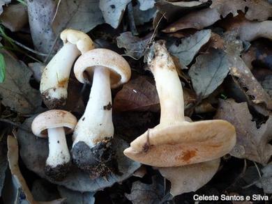 Lactarius chrysorrheus