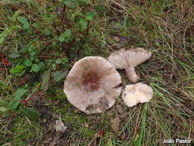 Lactarius cistophilus