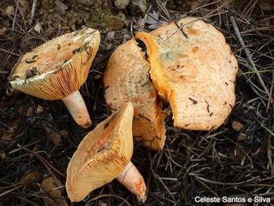 Lactarius deliciosus