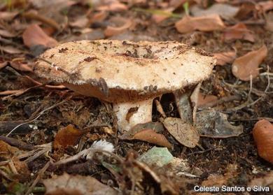 Lactarius tesquorum