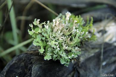 Cladonia foliacea