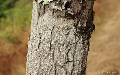 Pertusaria amara 