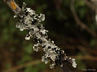 Parmotrema perlatum