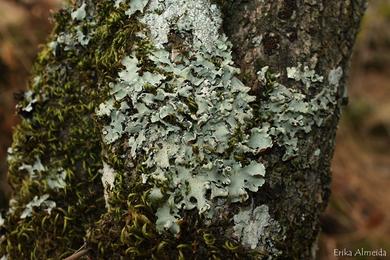 Parmotrema reticulatum