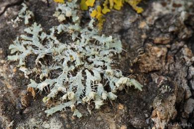 Physcia adscendens 