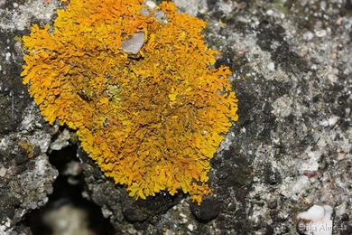 Xanthoria calcicola 