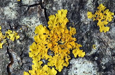 Xanthoria parietina 