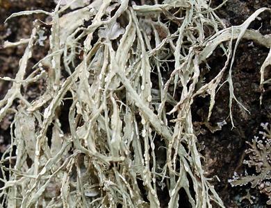 Ramalina farinacea 