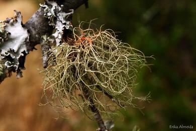 Usnea rubicunda 