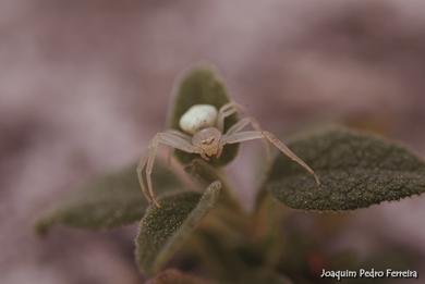 Misumena vatia 