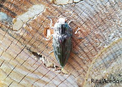 Chalcophora mariana massiliensis