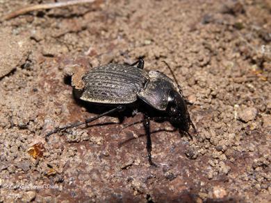 Carabus lusitanicus