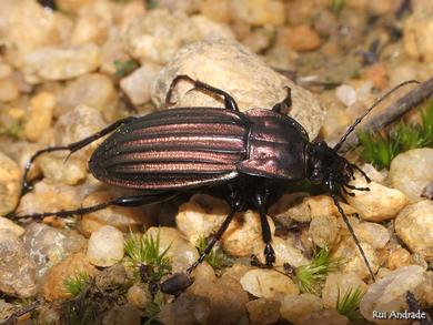 Carabus melancholicus