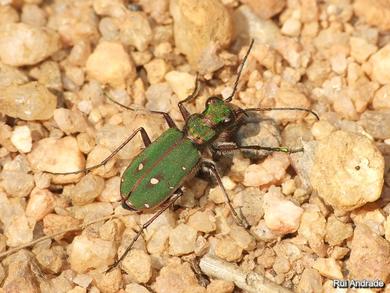 Cicindela campestris