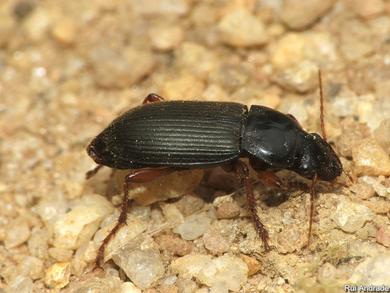 Pseudoophonus rufipes