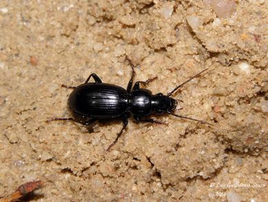 Steropus globosus