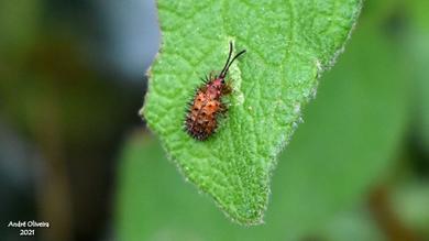 Dicladispa testacea 