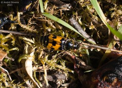 Nicrophorus vestigator 