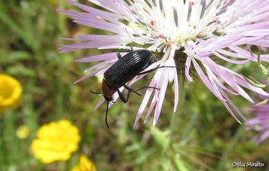 Heliotaurus ruficollis