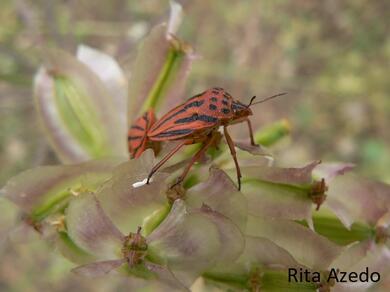 Graphosoma semipunctatum