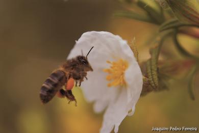 Apis mellifera