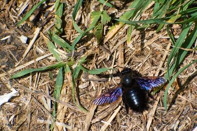 Xylocopa violacea