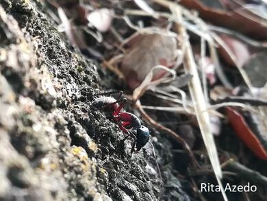Camponotus cruentatus