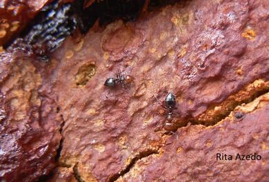 Crematogaster scutellaris