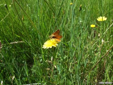 Thymelicus sylvestris