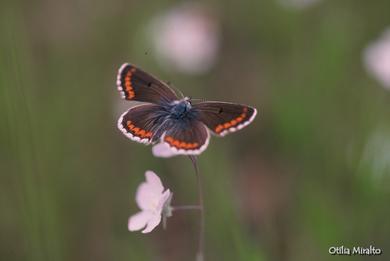 Aricia cramera