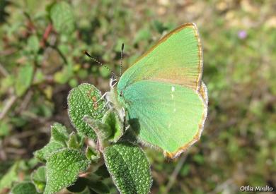 Callophrys rubi