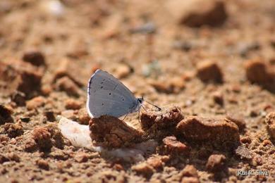 Celastrina argiolus