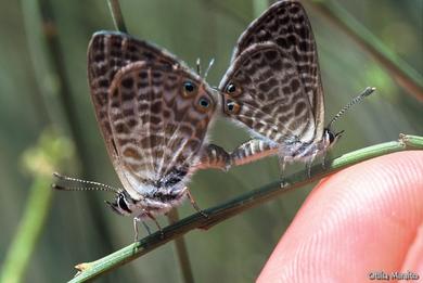 Leptotes pirithous