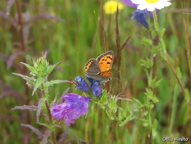 Lycaena phlaeas