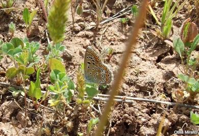 Polyommatus icarus