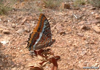 Charaxes jasius