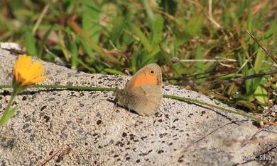 Coenonympha pamphilus