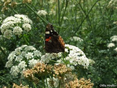 Vanessa atalanta