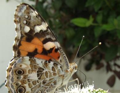 Vanessa cardui