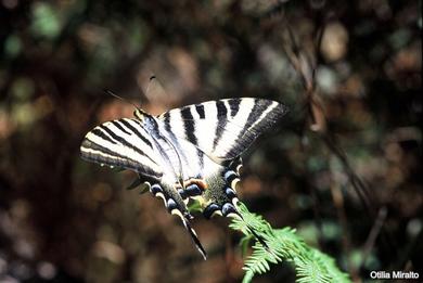 Iphiclides feisthamelii