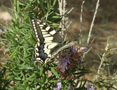 Papilio machaon