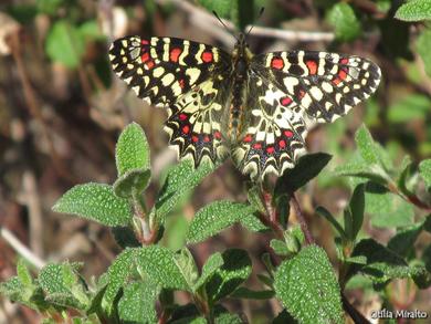 Zerynthia rumina