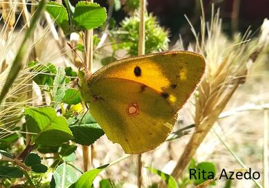 Colias croceus