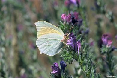 Gonepteryx cleopatra