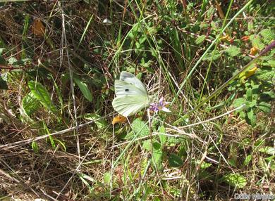 Pieris brassicae