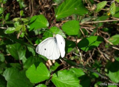 Pieris rapae